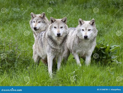 three wolves photos|three gray wolves.